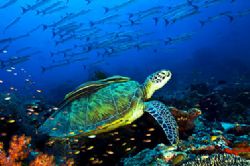 Sipadan 2005, Nikon D100 with two strobo Sea and Sea 120YS by Marchione Giacomo 